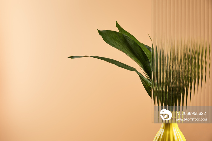 green leaves of plant in yellow pot behind reed glass isolated on beige