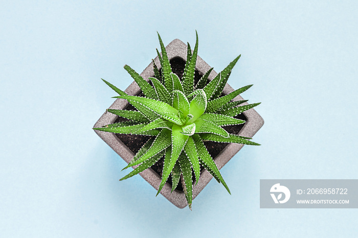 Succulent plant on color pastel paper background, top view, flat lay.