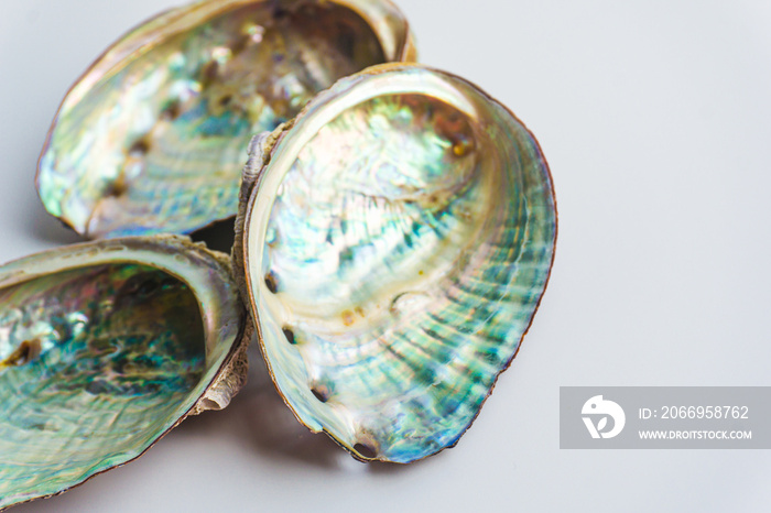 Colorful abalone shell on a white background- Close up of mother-of-pearl abalone paua shells