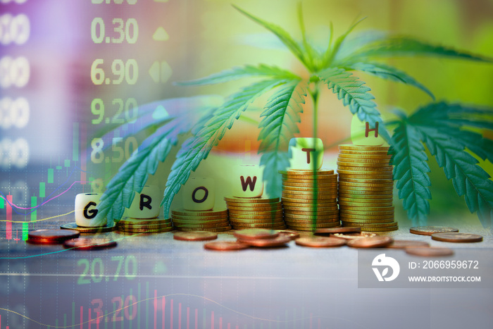 Cannabis Business marijuana leaves and stack of coins stock success market price up profit growth charts graph trading money industry trend grow