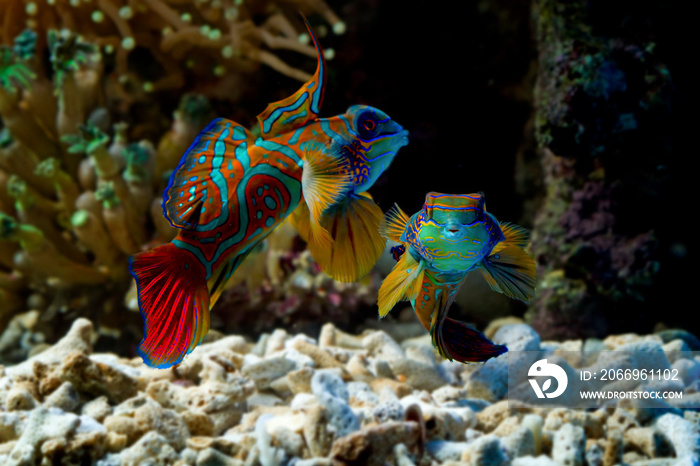 Beautiful color mandarin fish, colorfull mandarin fish, manddarin fish closeup, Mandarinfish or Mandarin dragonet