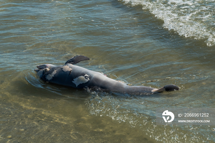 A Dead Dolphin Carried by Waves to the Beach