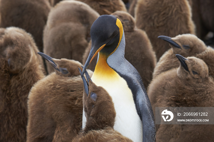 Adult King Penguin (Aptenodytes patagonicus) standing amongst a large group of nearly fully grown chicks at Volunteer Point in the Falkland Islands.