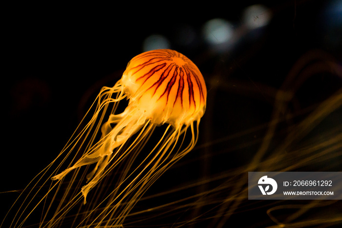 Orange jellyfish, long tentacles