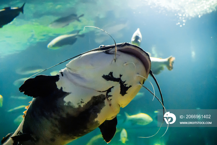 Underwater photo of The Catfish Silurus Glanis. Biggest predatory fish in European lakes and river.