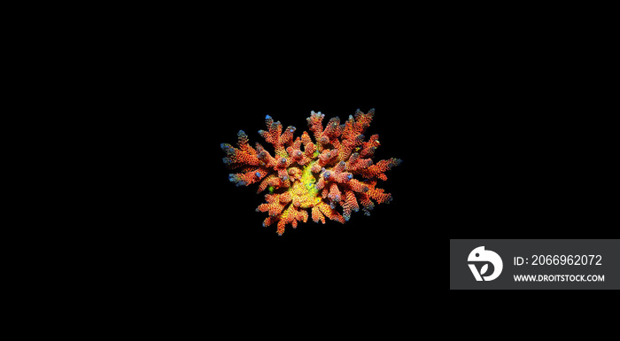 Acropora tenuis colorful sps coral is famous in stock exchange worldwide