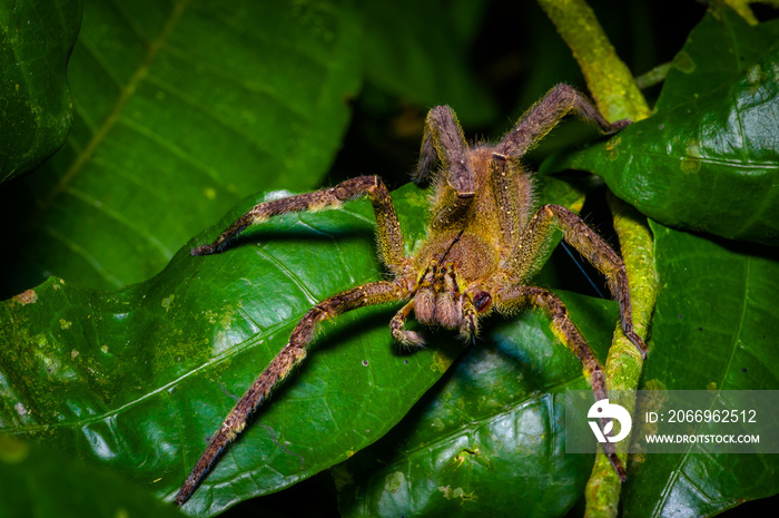 Venomous wandering spider Phoneutria fera sitting on a heliconia leaf in the amazon rainforest in the Cuyabeno National Park, Ecuador