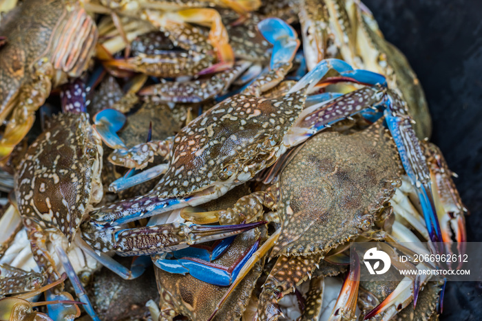 close up shot of blue swimming crabs.