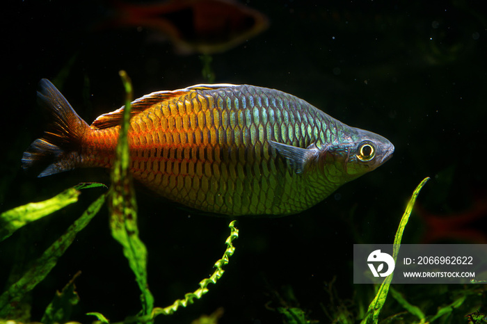 Boesemani Rainbowfish (Melanotaenia boesemani) beautiful ornamental fish