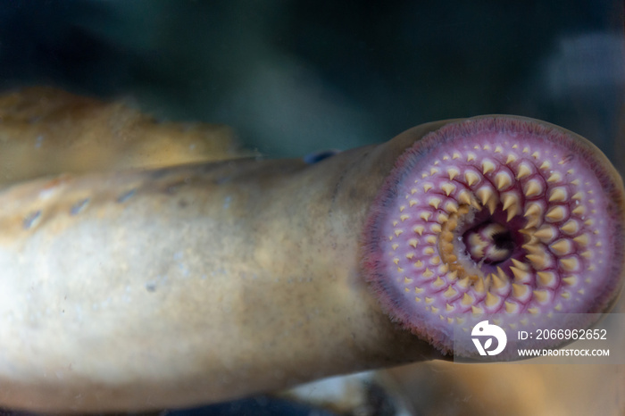 lamprey mouth