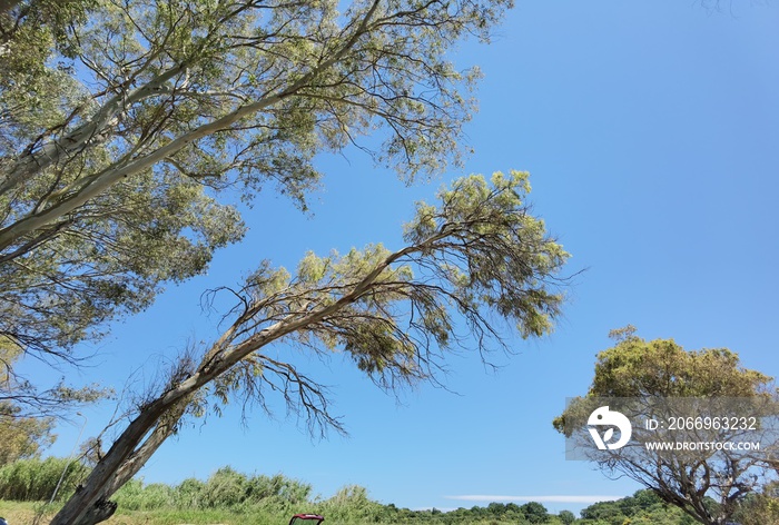 beach trees sun tamarisks in preveza monolithi beach greece