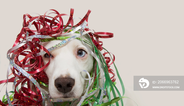 DOG HAVING A PARTY WITH SERPENTINE STREMERS FOR BIRTHDAY, NEW YEAR, CHRISTMAS, CARNIVAL OR ANNIVERSARY. ISOLATED ON GRAY BACKGROUND.