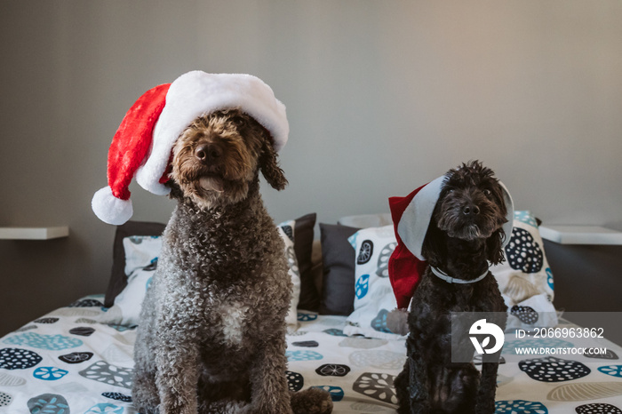 .Sweet and funny brown spanish water dog with her friend black poddle wearing a costume with Christmas props. Christmas decoration for the holidays. Lifestyle.