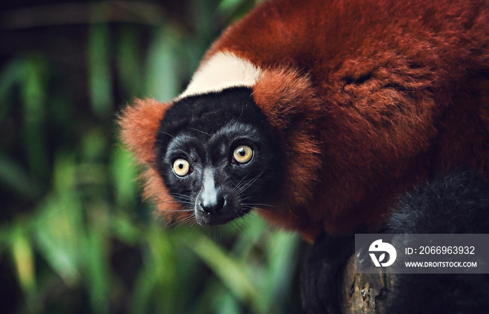 Red ruffed lemur close up portrait