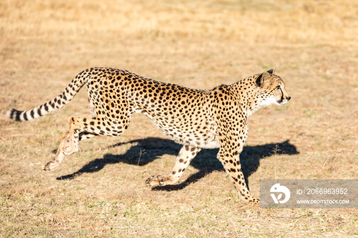 Cheetah running in South Africa, Acinonyx jubatus. Guepardo.