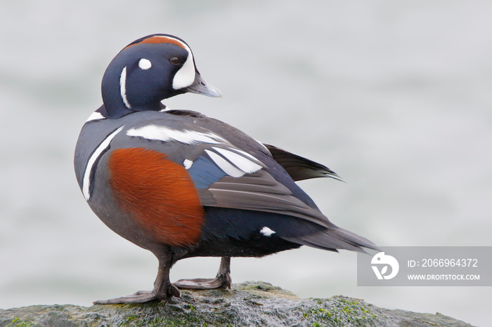 Harlequin Duck (Histrionicus histrionicus) male on rock, Barnegat Jetty, New Jersey