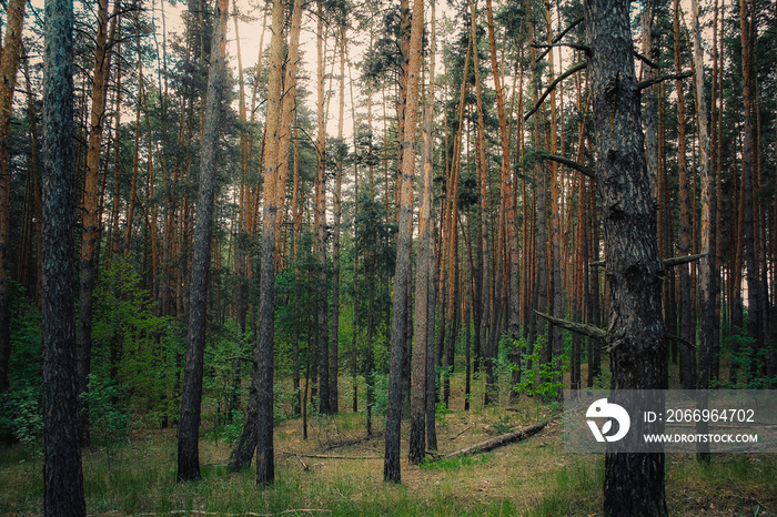 young deciduous trees grow in an old pine forest