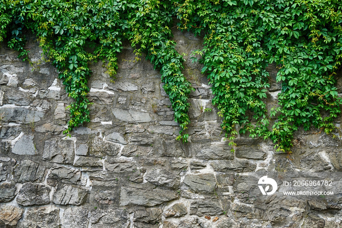 green leaves and stone wall