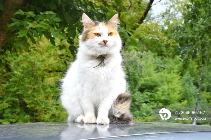 Tricolor domestic cat with green eyes sitting on the car roof. White cat lying on the automobile roof with green trees on background. Domestic kitty rest on the auto. Funny cat sitting on the car