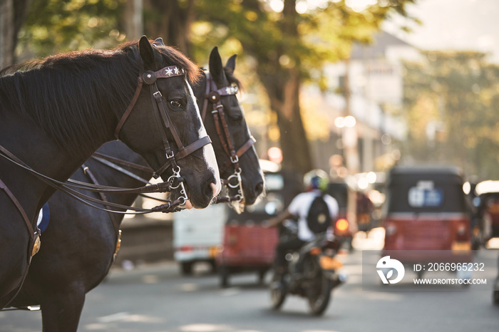 Horses of police patrol during traffic control in busy city center. Kandy in Sri Lanka..