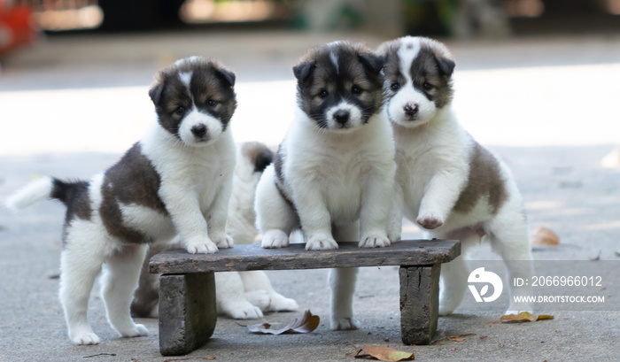 Cute Seven-week old puppy dog, Thai Bangkaew puppy dog