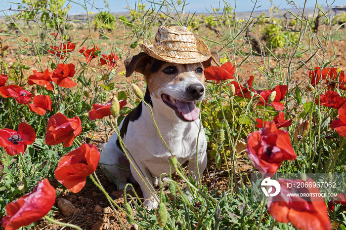 Cute jack russell dog sitting in poppy flowers with summer straw hat, summer heat concept