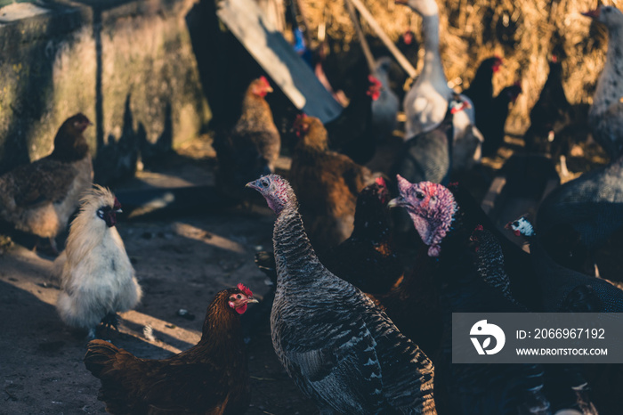 poultry yard in private property. Turkeys, chicken, ducks.