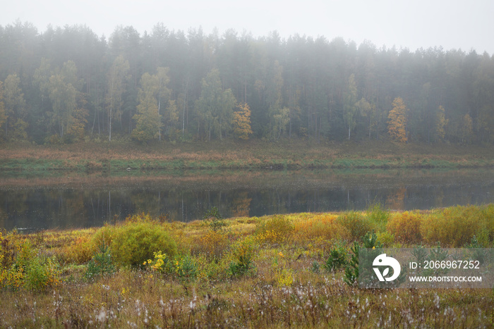 Panoramic view of majestic golden birch forest and bends of Daugava river in a fog. Autumn. Daugavas loki nature park, Latgale, Latvia. Ecology, ecotourism, recreation, travel destinations, landmark