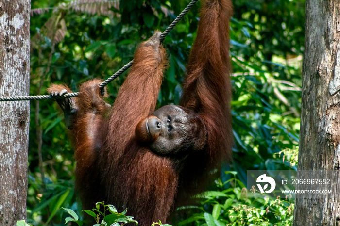 Large Male Orangutan at Sepilok Orangutan Rehabilitation Centre in Borneo