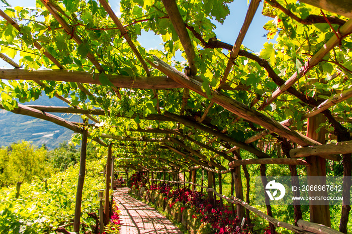 Weinstock in Südtirol