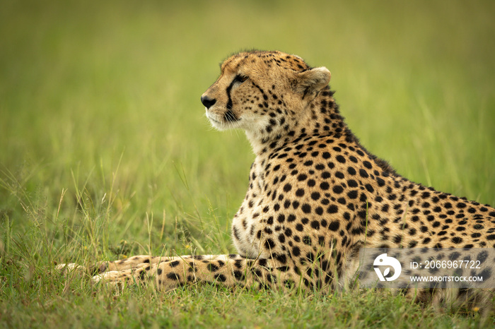 Cheetah lies on short grass facing left