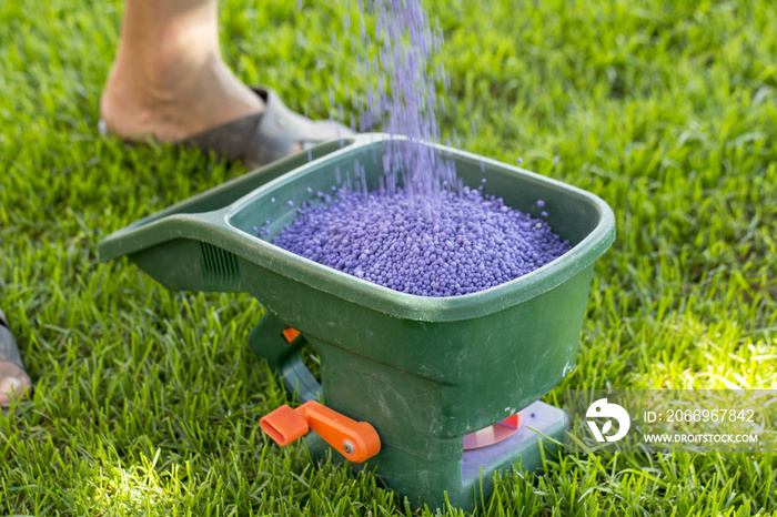 Manual fertilizing of the lawn in back yard in spring time. Close up