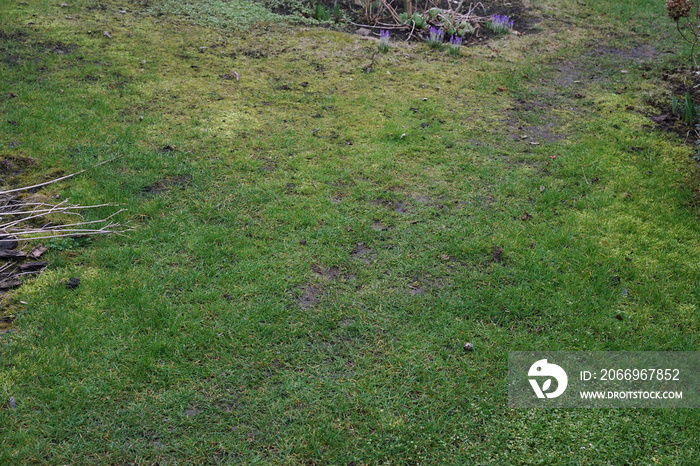 lawn with moss in early spring