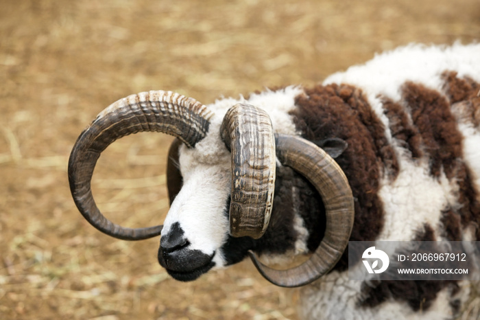 Cute Jacob sheep in farm yard