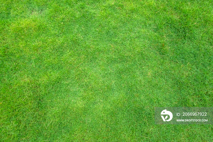 Top view of green grass texture.