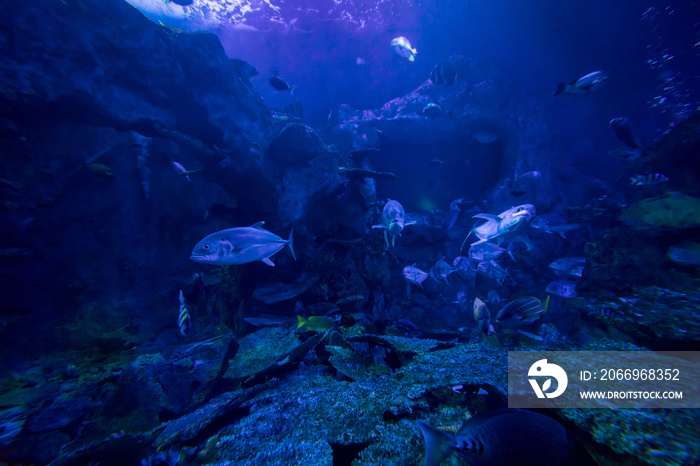 三重県の鳥羽水族館の魚の様子