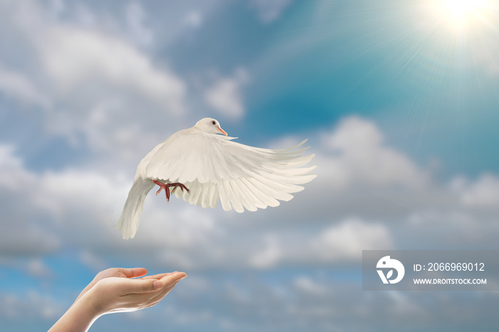 White Dove flying out of Two Hand to sky in international day of peace concept