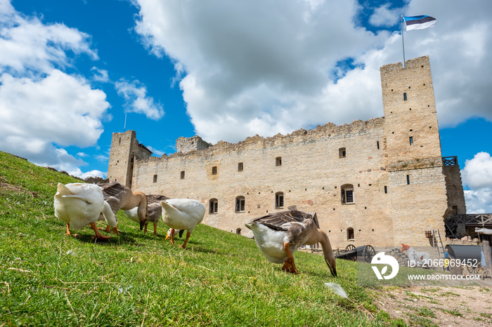 Geese in medieval fortress. Rakvere, Estonia