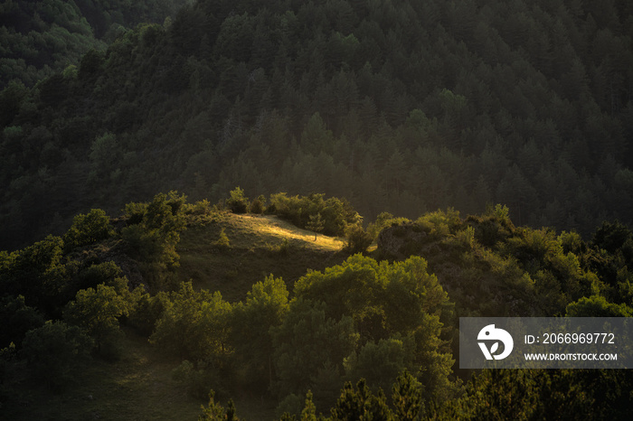 árbol solitario iluminado por luz del sol en el atardecer en claro en las montañas