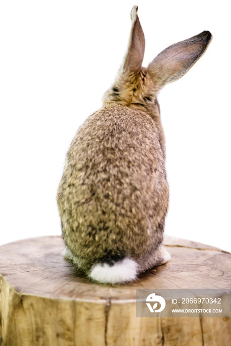 funny cute animal rabbit dreams sitting on a wooden stump