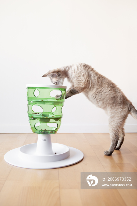 Cat is exited and active, trying to take out the food with paw. Devon Rex cat is having fun with smart toy Green Tower. Taking dry food out with paw, Challenging game