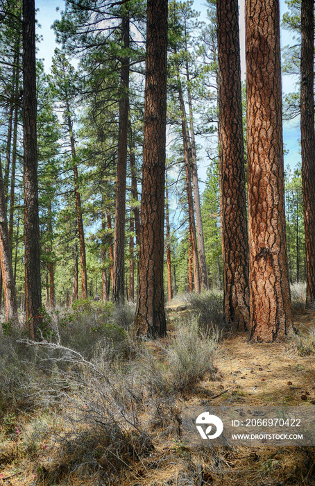 Ponderosa pine forest along the Metolius River