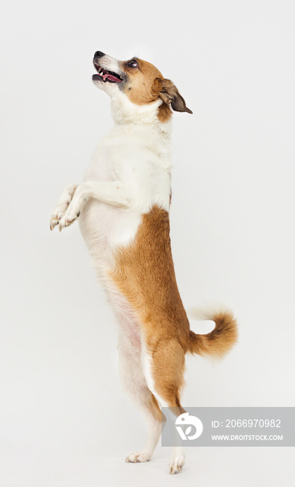 dog standing on its hind legs