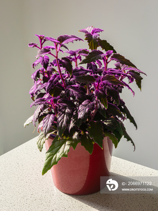 Purple leaved Gynura plant, also known as purple passion. Leaves are covered in soft purple hairs, giving the plant the appearance of a purple sheen.