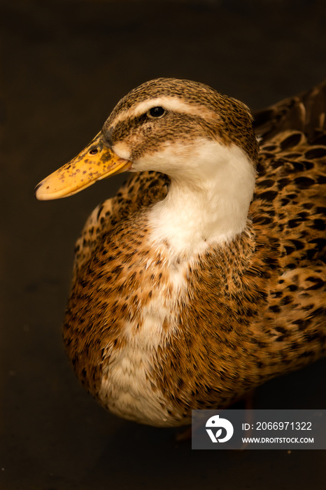 brown duck love to take photos