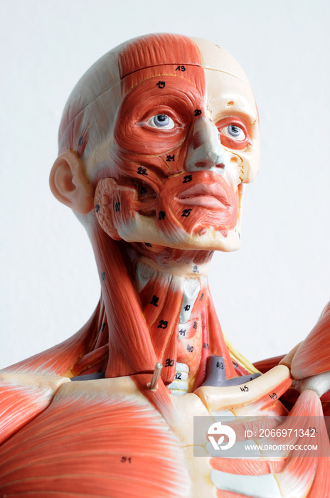 human muscle anatomy model