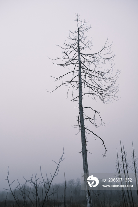 Dead, bare tree still standing tall in winter