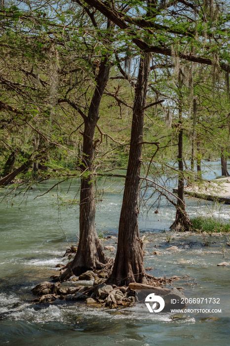 Trees in the river