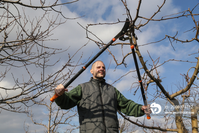 Tree pruning during sunny winter day