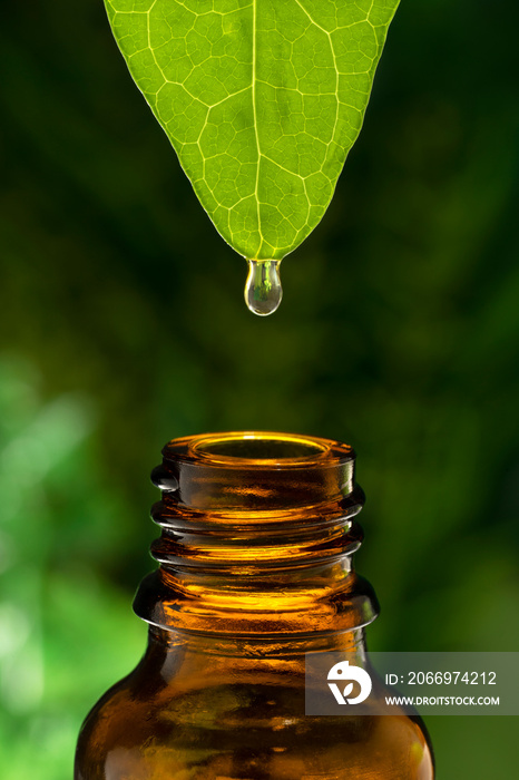 OIL DROP FALLING FROM A GREEN LEAF TO A BROWN GLASS JAR. HOMEOPATHIC AND HERBAL PRODUCTS. CONCEPT OF TRADITIONAL AND NATURAL MEDICINE.